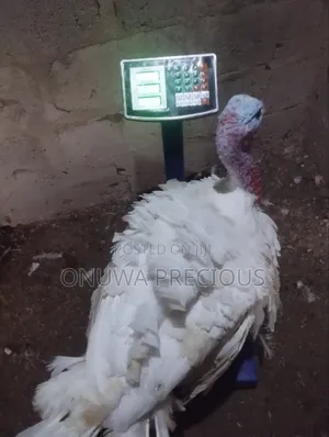 Matured Foreign Turkey