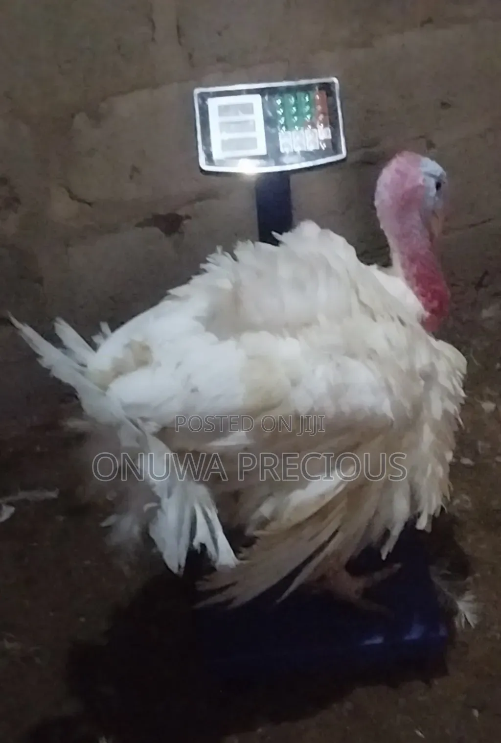 Matured Foreign Turkey