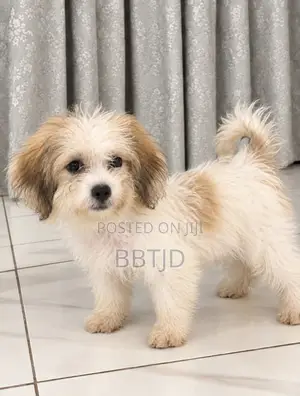 3-6 months Male Purebred Lhasa Apso