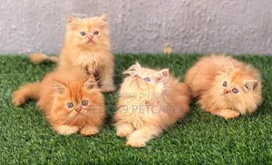 1-3 months Female Purebred Persian