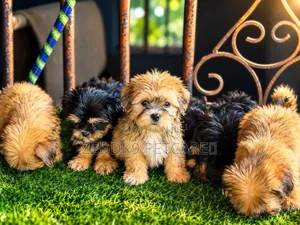 1-3 months Male Purebred Lhasa Apso