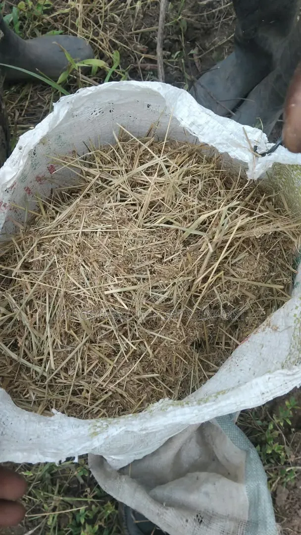 Rhodes Grass Seed 1kg