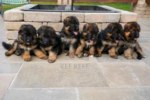 1-3 months Female Purebred German Shepherd