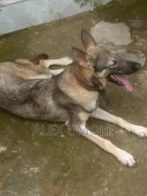 6-12 months Female Purebred German Shepherd
