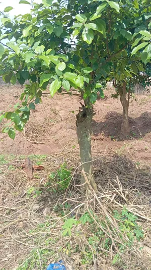 2 Plots Land for Sale at Amenyi