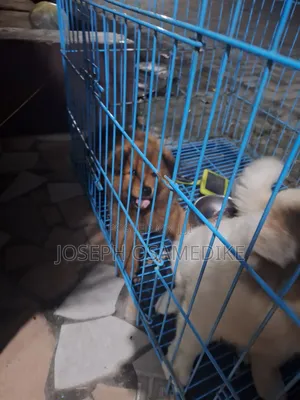 1-3 months Male Purebred Chow Chow