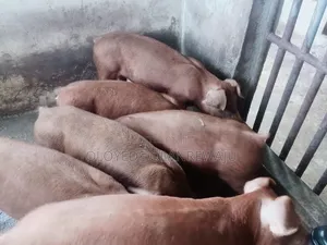 Pure Breed Duroc Jersey Pigs for Sale