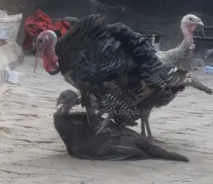 Mature Adult Male & Female Turkeys (Toms & Hens)