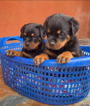 1-3 months Female Purebred Rottweiler