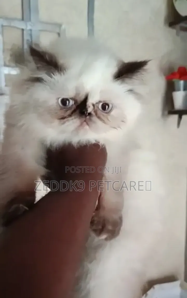 1-3 months Male Purebred Persian