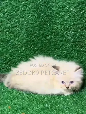 1-3 months Male Purebred Persian