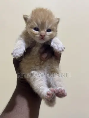 0-1 month Male Purebred Persian