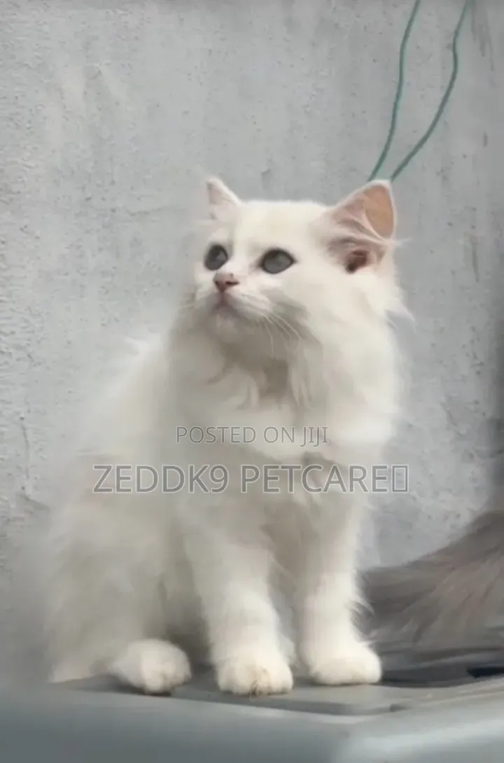 1-3 months Male Purebred Persian