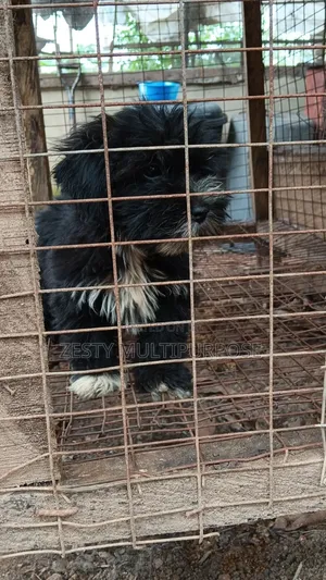 1-3 months Male Purebred Lhasa Apso