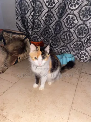 1+ year Female Purebred Turkish Angora