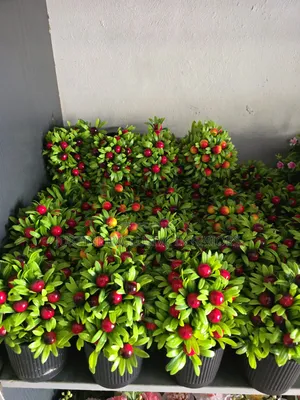 Table & Shelf Cup Flowers