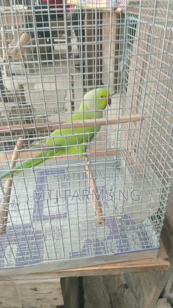 Parakeet Bird