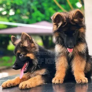 1-3 months Female Purebred German Shepherd
