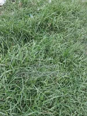 2 Acres of Land at Waasinmi Ewekoro