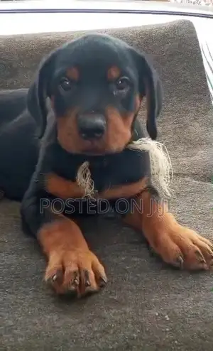 1-3 months Male Purebred Rottweiler