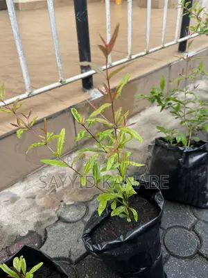 Premium Pomegranate Stem Cuttings From Mature Fruit-Producing Trees