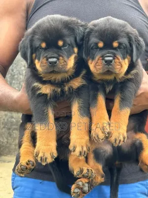 1-3 months Female Purebred Rottweiler