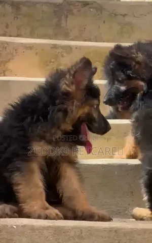 1-3 months Female Purebred German Shepherd