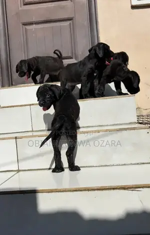 1-3 months Female Purebred Cane Corso