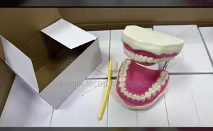 Dental Teeth/ Training Model