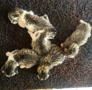 0-1 month Male Purebred Tabby