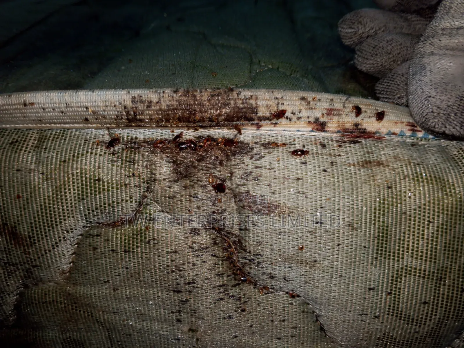 Professional Bed Bug Treatment & Fumigation | Lagos