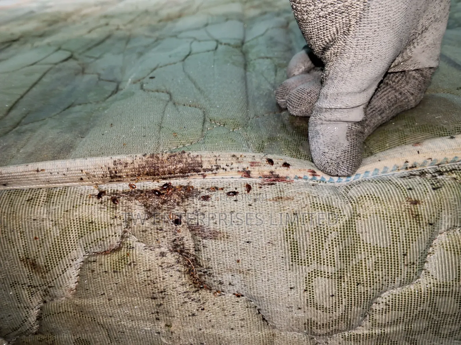 Professional Bed Bug Treatment & Fumigation | Lagos