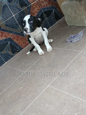 3-6 months Female Purebred American Pit Bull Terrier