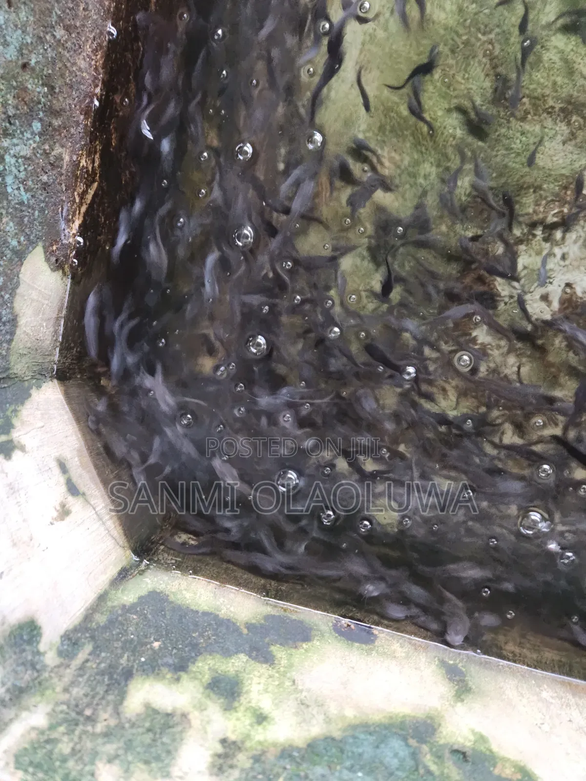 Catfish Juvenile