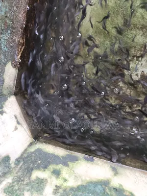 Catfish Juvenile