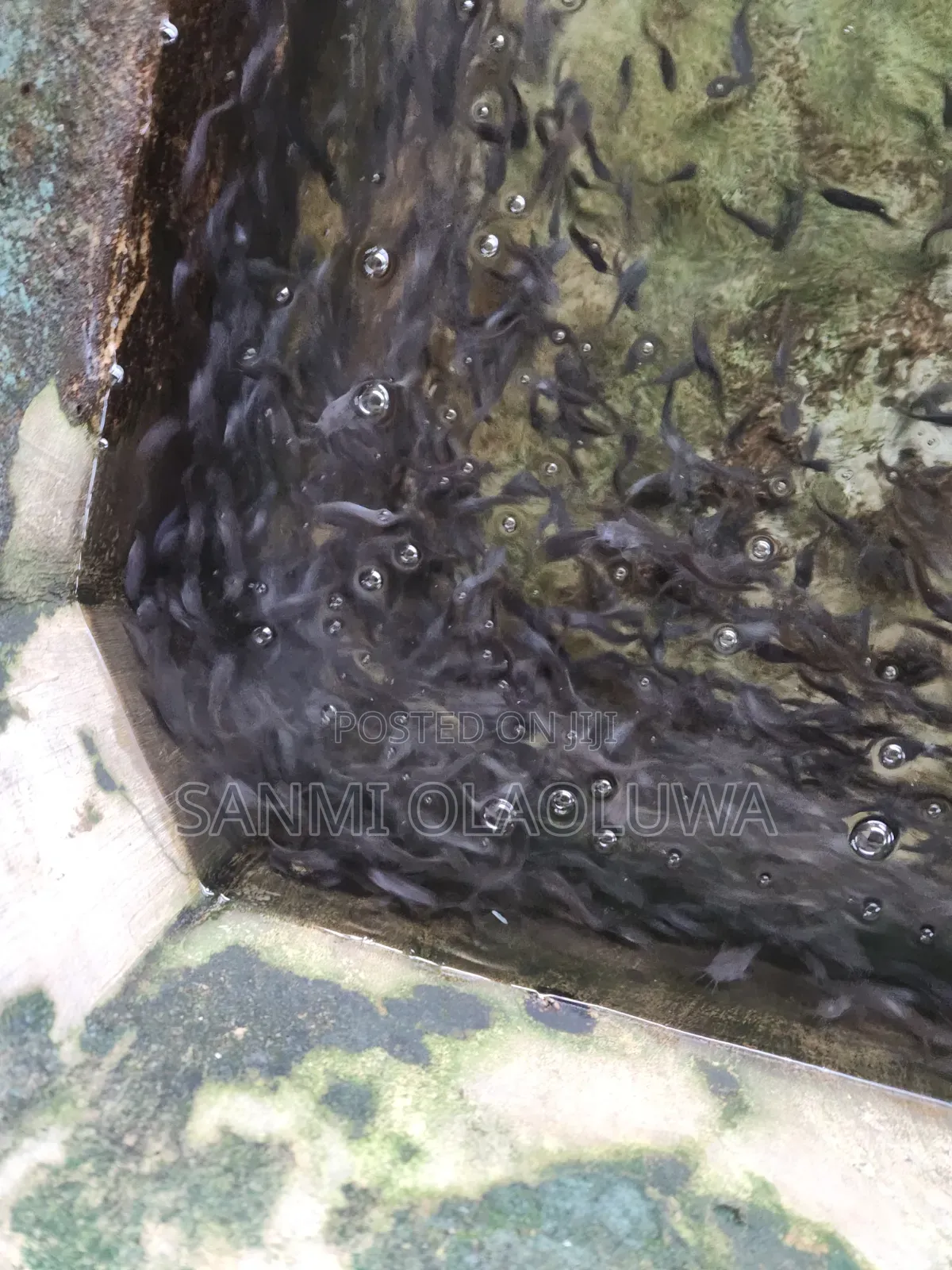 Catfish Juvenile