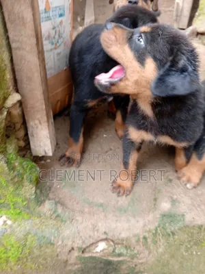 1-3 months Male Purebred Rottweiler