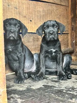 1-3 months Female Purebred Cane Corso