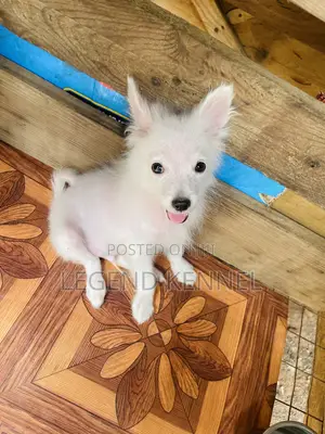 1-3 months Male Purebred American Eskimo