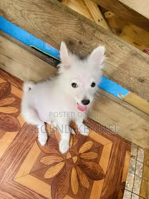 1-3 months Male Purebred American Eskimo