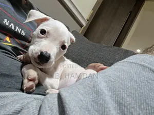 1-3 months Male Purebred American Pit Bull Terrier