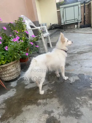 6-12 months Female Purebred American Eskimo