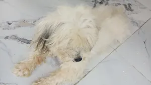 3-6 months Female Purebred Lhasa Apso