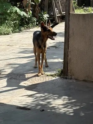 1+ year Male Purebred German Shepherd