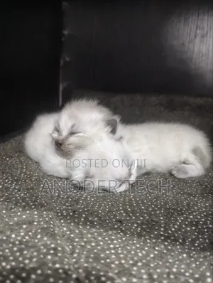 0-1 month Male Purebred Persian