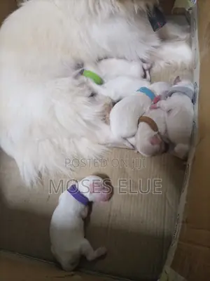 1-3 months Male Purebred American Eskimo