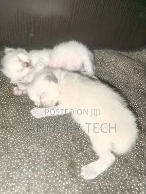 0-1 month Male Purebred Persian