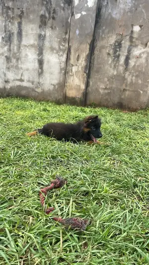 1-3 months Male Purebred German Shepherd
