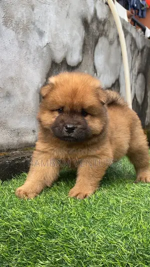 1-3 months Female Purebred Chow Chow
