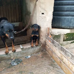1+ year Male Purebred Rottweiler